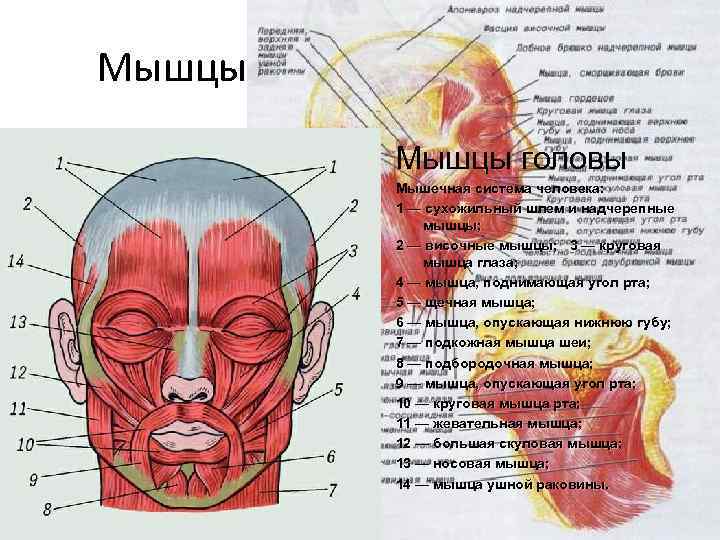 Мышцы человеческого тела Мышцы головы Мышечная система человека: 1 — сухожильный шлем и надчерепные