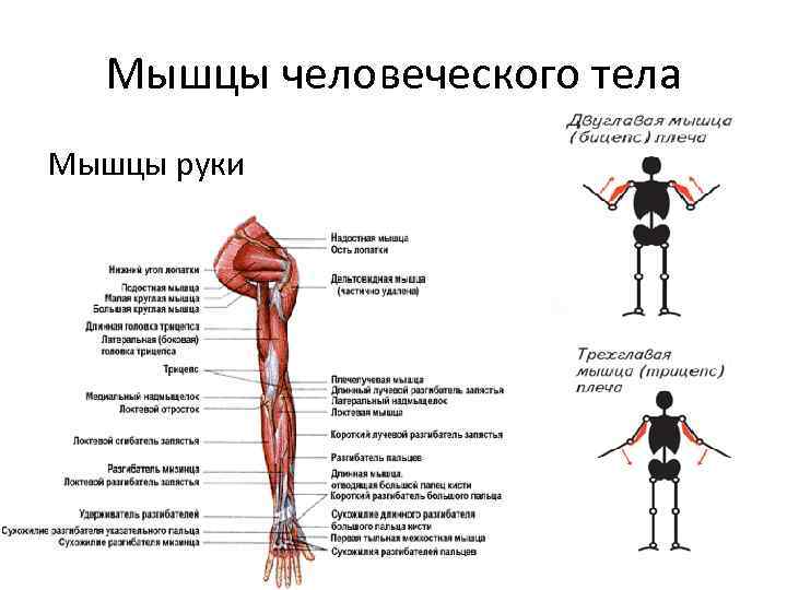 Мышцы человеческого тела Мышцы руки 