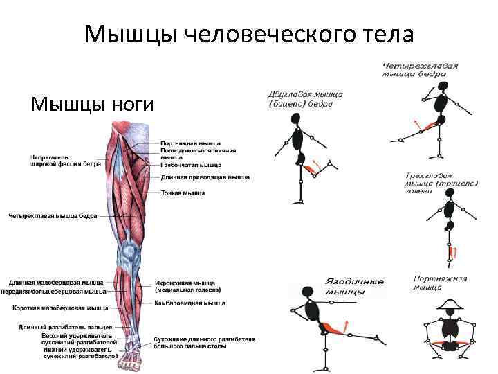 Мышцы человеческого тела Мышцы ноги 