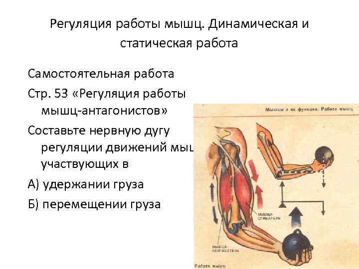 Регуляция работы мышц. Динамическая и статическая работа Самостоятельная работа Стр. 53 «Регуляция работы мышц-антагонистов»