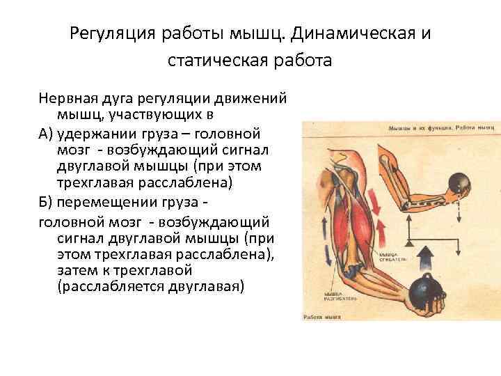 Регуляция работы мышц. Динамическая и статическая работа Нервная дуга регуляции движений мышц, участвующих в