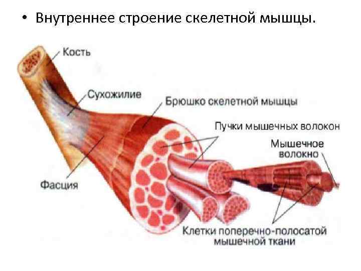  • Внутреннее строение скелетной мышцы. 