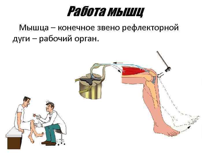 Работа мышц Мышца – конечное звено рефлекторной дуги – рабочий орган. 