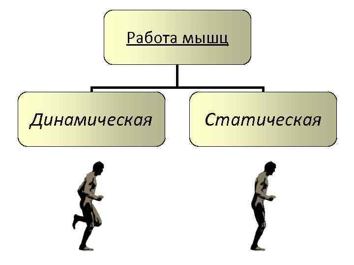 Практическая работа статическая и динамическая работа мышц