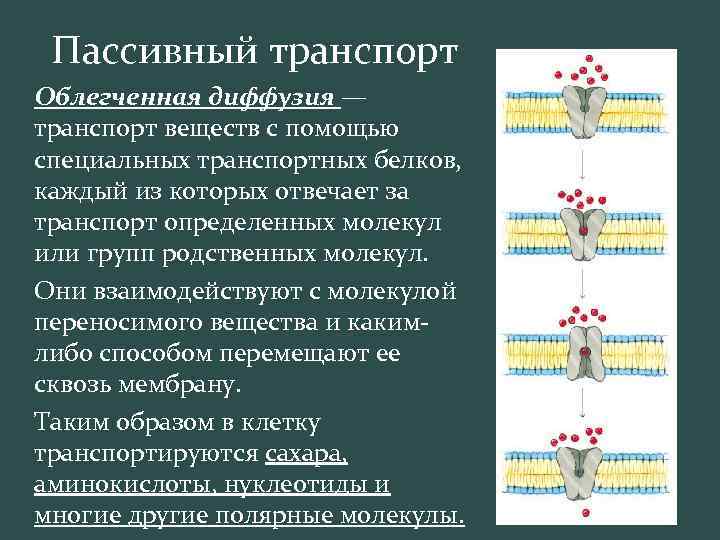 Пассивный транспорт Облегченная диффузия — транспорт веществ с помощью специальных транспортных белков, каждый из