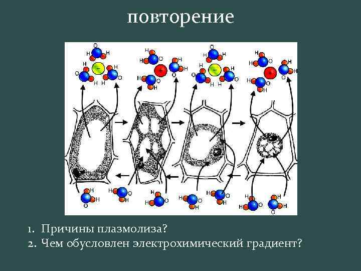 повторение 1. Причины плазмолиза? 2. Чем обусловлен электрохимический градиент? 