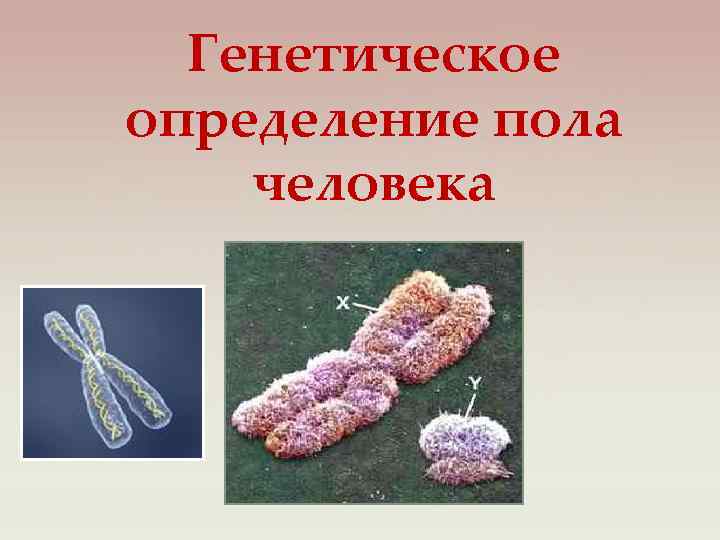 Генетическое определение пола человека 