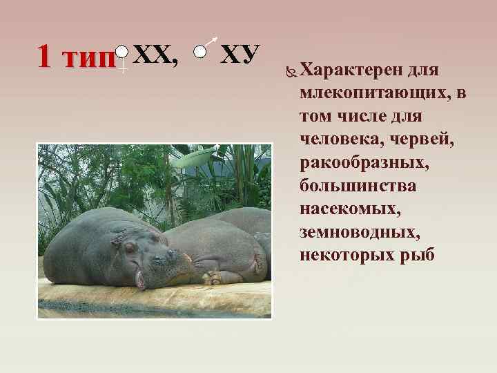 1 тип ХХ, ХУ Характерен для млекопитающих, в том числе для человека, червей, ракообразных,