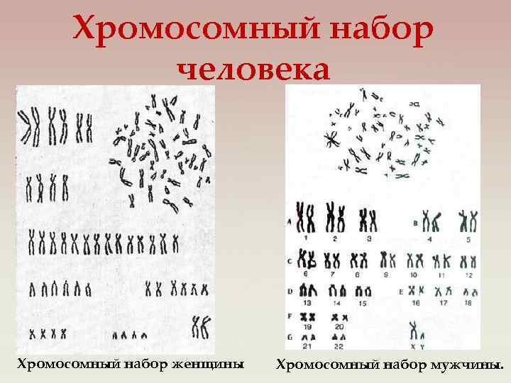 Хромосомный набор человека Хромосомный набор женщины Хромосомный набор мужчины. 