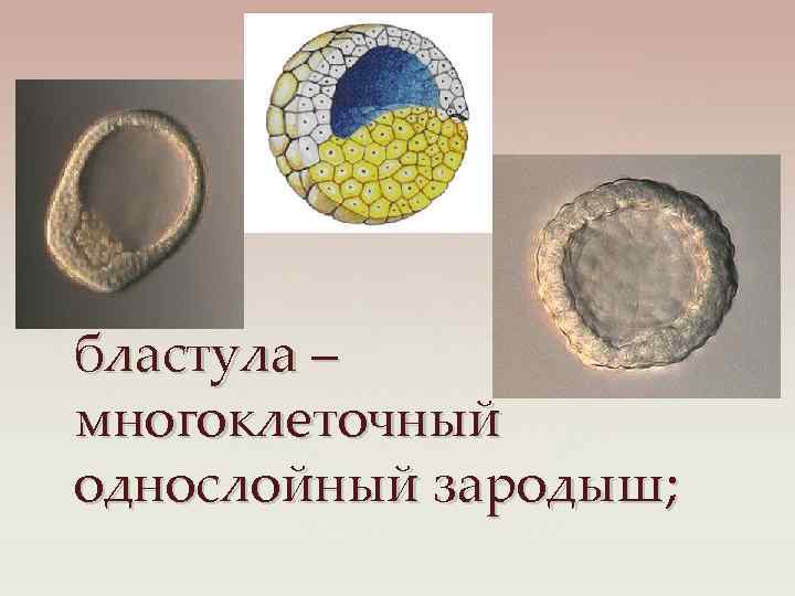 бластула – многоклеточный однослойный зародыш; 