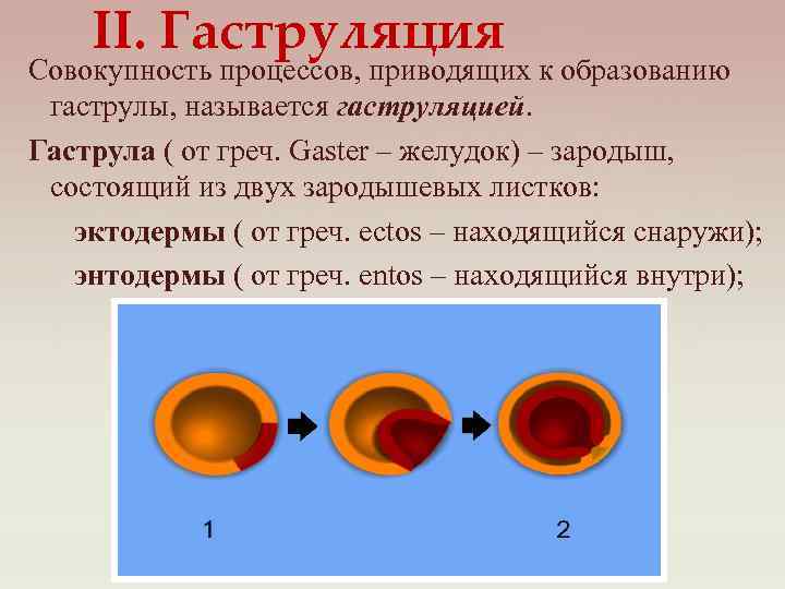 II. Гаструляция Совокупность процессов, приводящих к образованию гаструлы, называется гаструляцией. Гаструла ( от греч.