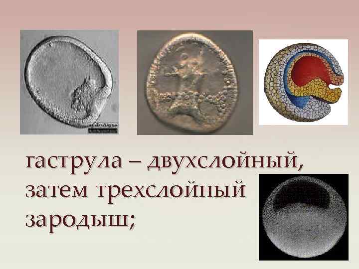 гаструла – двухслойный, затем трехслойный зародыш; 