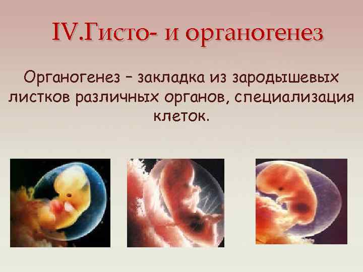 Генетическое определение пола презентация 10 класс