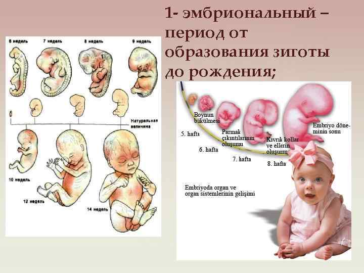 Онтогенез дошкольника. Эмбрион период онтогенеза ; этапы. Эмбриональный период развития. Периоды эмбрионального развития человека. Эмбриональный период онтогенеза.