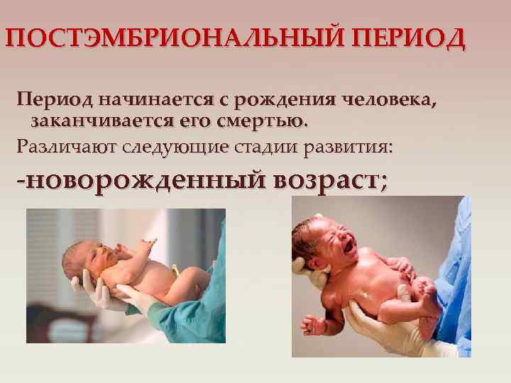 ПОСТЭМБРИОНАЛЬНЫЙ ПЕРИОД Период начинается с рождения человека, заканчивается его смертью. Различают следующие стадии развития: