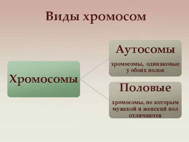 Виды хромосом Аутосомы Хромосомы хромосомы, одинаковые у обоих полов Половые хромосомы, по которым мужской