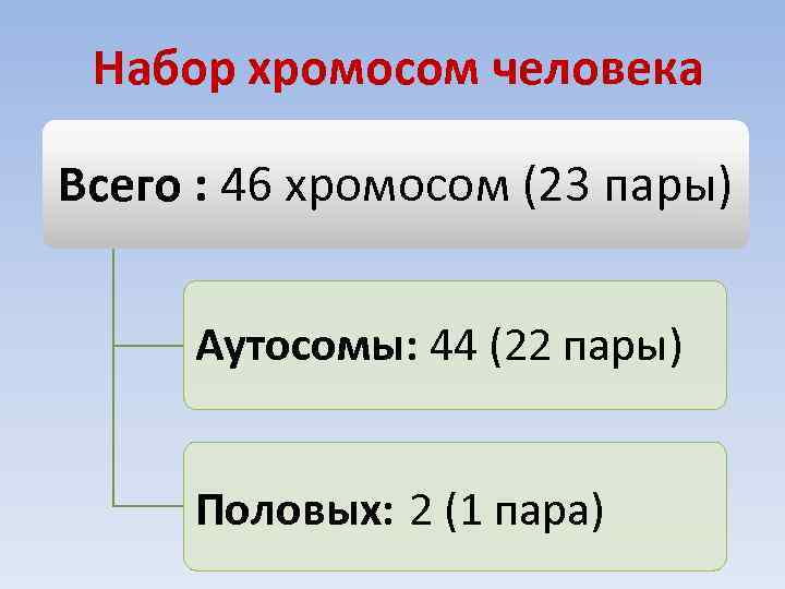 Набор хромосом человека Всего : 46 хромосом (23 пары) Аутосомы: 44 (22 пары) Половых: