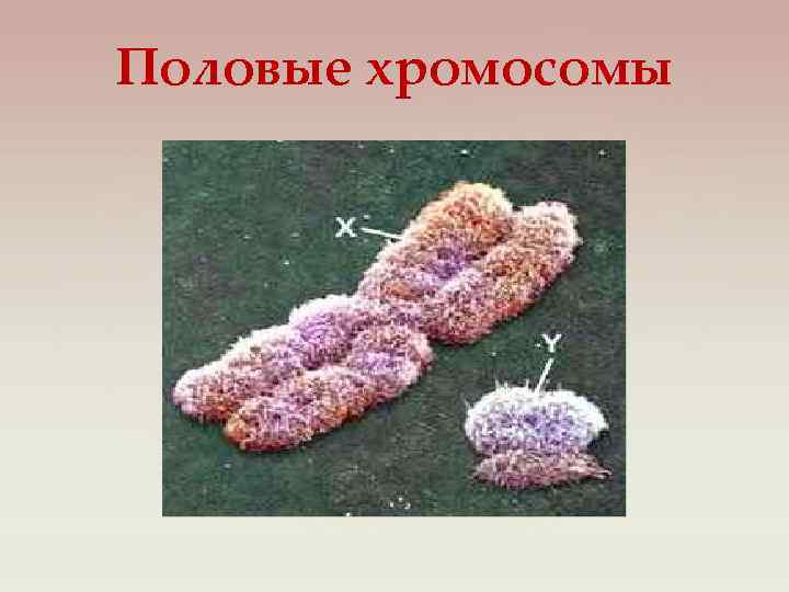 Половые хромосомы 