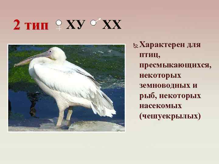 2 тип ХУ ХХ Характерен для птиц, пресмыкающихся, некоторых земноводных и рыб, некоторых насекомых