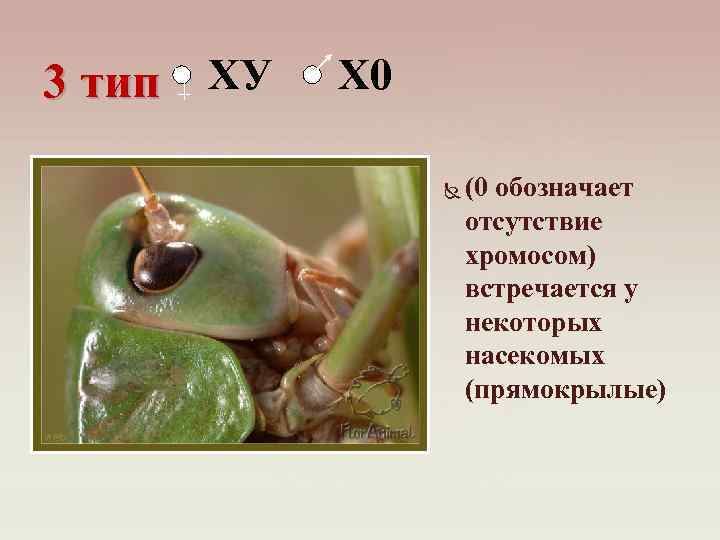 3 тип ХУ Х 0 (0 обозначает отсутствие хромосом) встречается у некоторых насекомых (прямокрылые)
