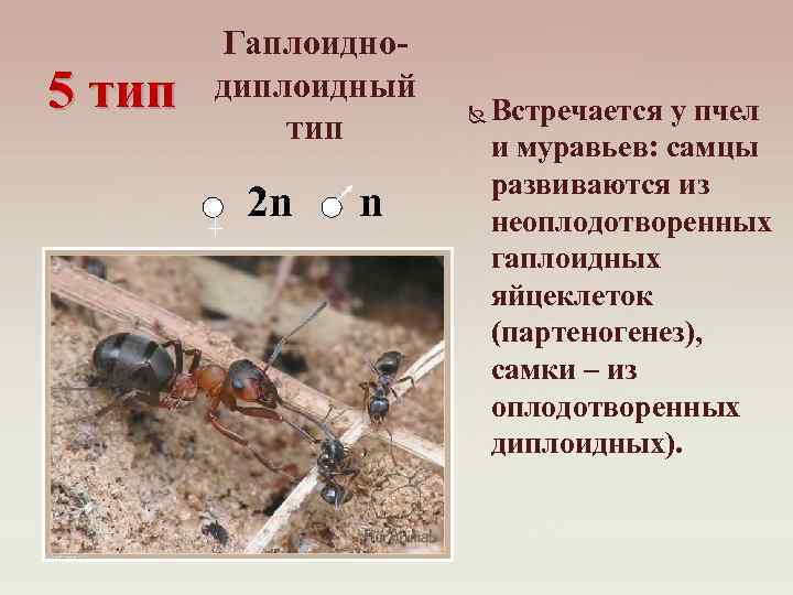 5 тип Гаплоиднодиплоидный тип 2 n n Встречается у пчел и муравьев: самцы развиваются