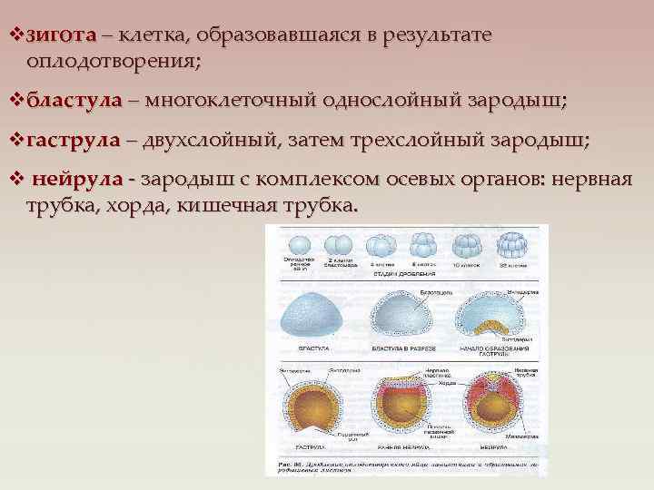 Рассмотрите рисунок на котором изображен процесс образования многоклеточного зародыша