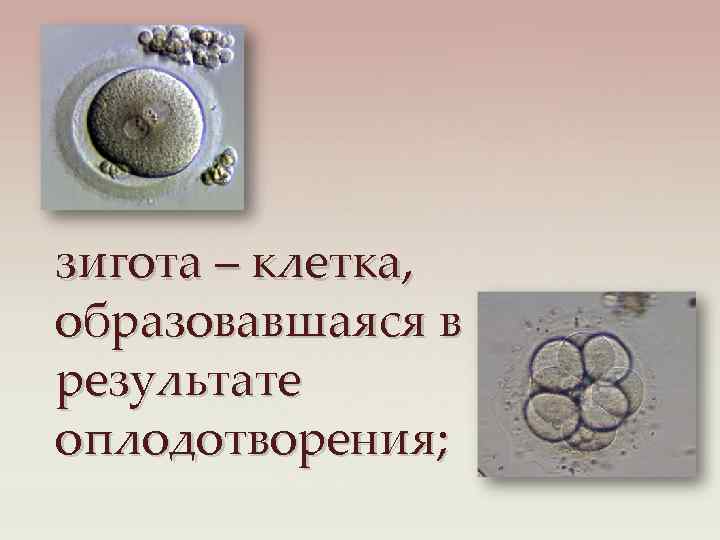зигота – клетка, образовавшаяся в результате оплодотворения; 
