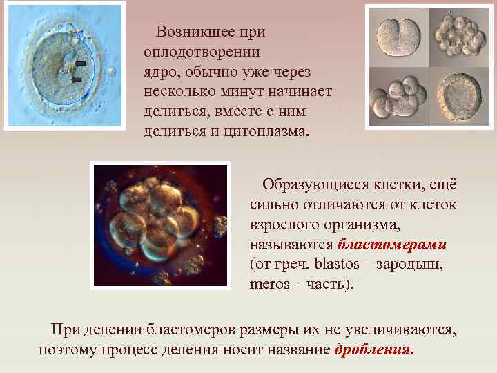 Возникшее при оплодотворении ядро, обычно уже через несколько минут начинает делиться, вместе с ним