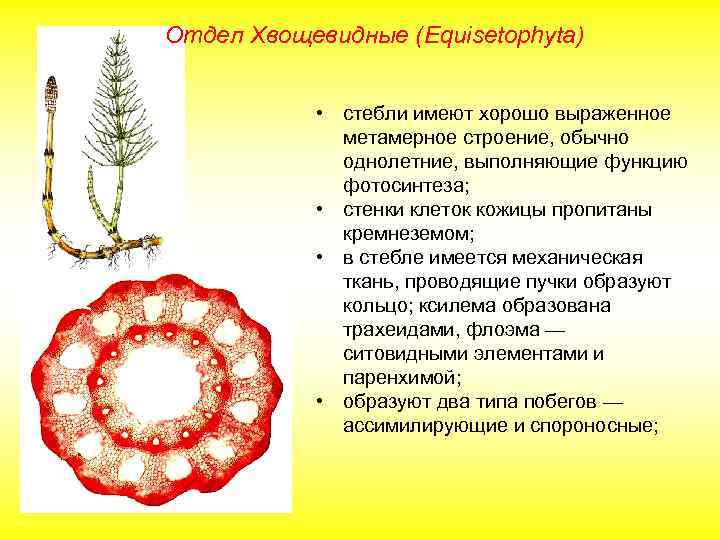 Отдел Хвощевидные (Equisetophyta) • стебли имеют хорошо выраженное метамерное строение, обычно однолетние, выполняющие функцию