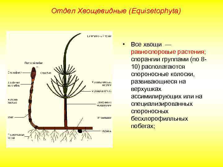 Отдел Хвощевидные (Equisetophyta) • Все хвощи — равноспоровые растения; спорангии группами (по 810) располагаются