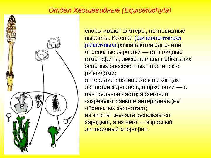 Отдел Хвощевидные (Equisetophyta) • споры имеют элатеры, лентовидные выросты. Из спор (физиологически различных) развиваются