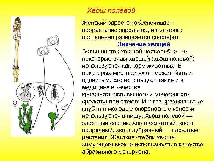 Хвощ полевой Женский заросток обеспечивает прорастание зародыша, из которого постепенно развивается спорофит. Значение хвощей