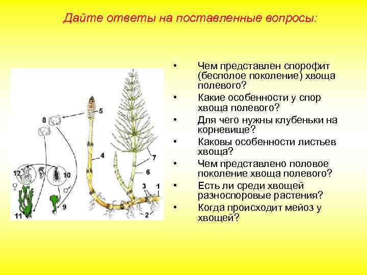 Дайте ответы на поставленные вопросы: • • Чем представлен спорофит (бесполое поколение) хвоща полевого?