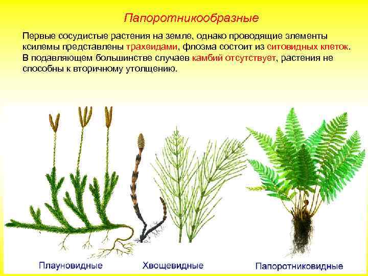 Папоротникообразные Первые сосудистые растения на земле, однако проводящие элементы ксилемы представлены трахеидами, флоэма состоит