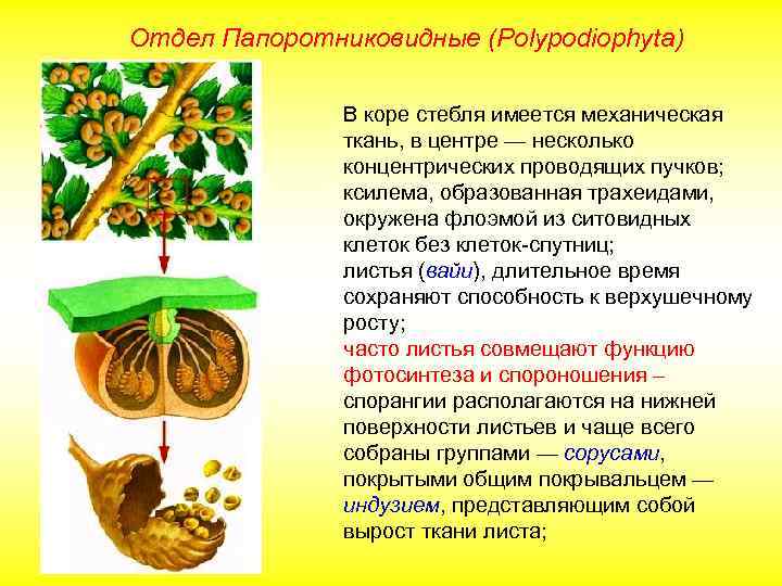 Отдел Папоротниковидные (Polypodiophyta) В коре стебля имеется механическая ткань, в центре — несколько концентрических