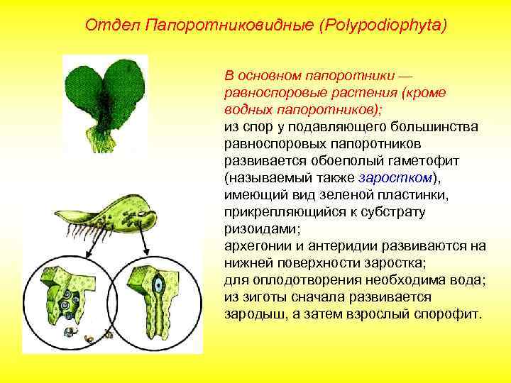 Отдел Папоротниковидные (Polypodiophyta) В основном папоротники — равноспоровые растения (кроме водных папоротников); из спор