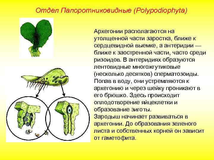 Отдел Папоротниковидные (Polypodiophyta) Архегонии располагаются на утолщенной части заростка, ближе к сердцевидной выемке, а