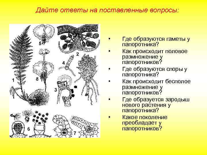 Дайте ответы на поставленные вопросы: • • • Где образуются гаметы у папоротника? Как