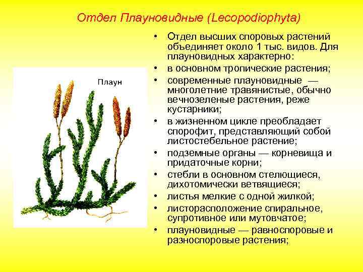 Отдел Плауновидные (Lecopodiophyta) • Отдел высших споровых растений объединяет около 1 тыс. видов. Для