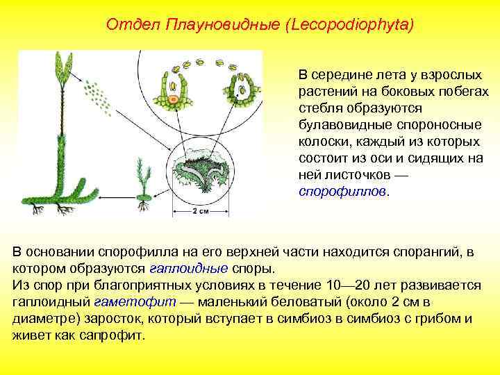 Отдел Плауновидные (Lecopodiophyta) В середине лета у взрослых растений на боковых побегах стебля образуются