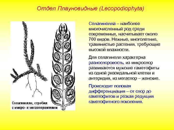 Отдел Плауновидные (Lecopodiophyta) Селагинелла – наиболее многочисленный род среди современных, насчитывает около 700 видов.