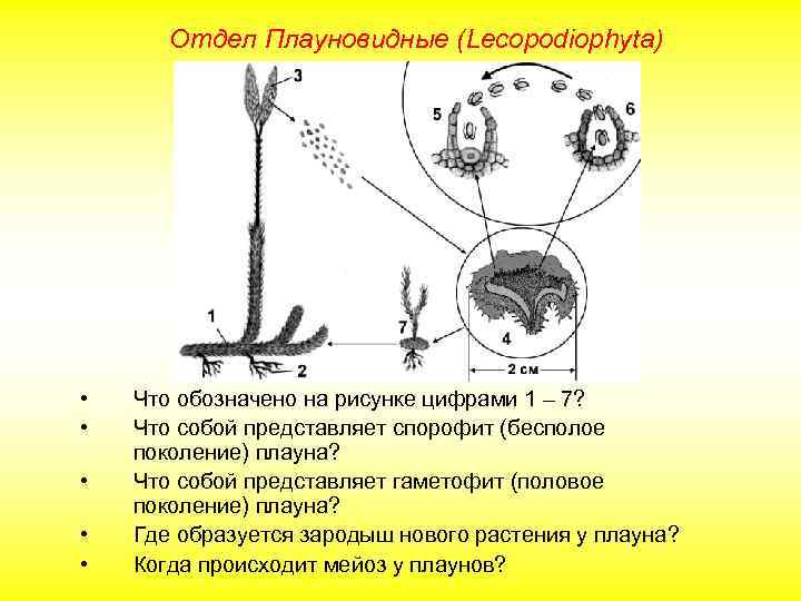 Отдел Плауновидные (Lecopodiophyta) • • • Что обозначено на рисунке цифрами 1 – 7?