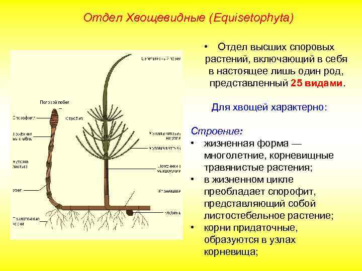 Отдел Хвощевидные (Equisetophyta) • Отдел высших споровых растений, включающий в себя в настоящее лишь