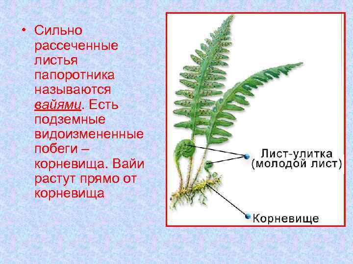  • Сильно рассеченные листья папоротника называются вайями. Есть подземные видоизмененные побеги – корневища.