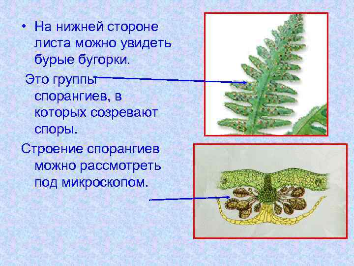  • На нижней стороне листа можно увидеть бурые бугорки. Это группы спорангиев, в
