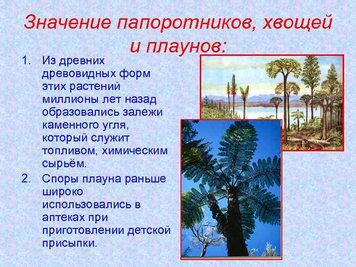 Значение папоротников, хвощей и плаунов: 1. Из древних древовидных форм этих растений миллионы лет