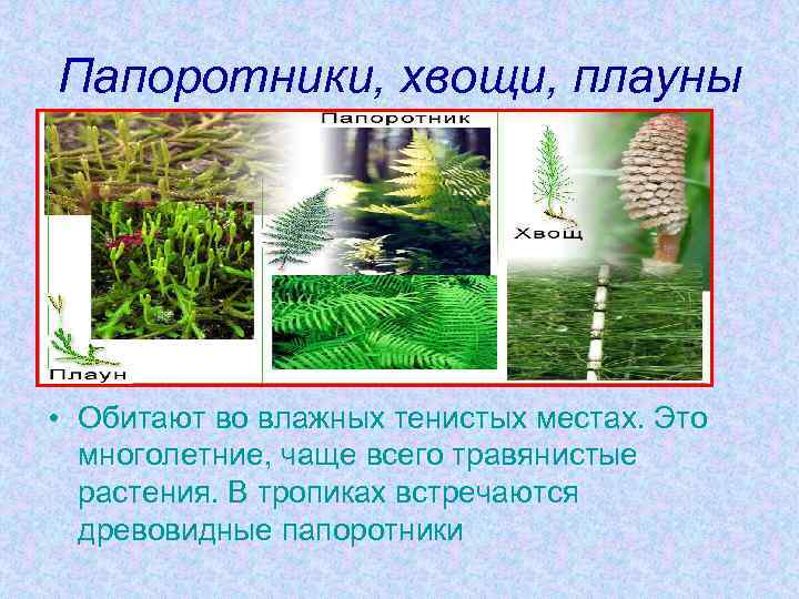 Папоротники, хвощи, плауны • Обитают во влажных тенистых местах. Это многолетние, чаще всего травянистые
