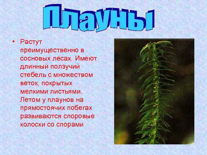  • Растут преимущественно в сосновых лесах. Имеют длинный ползучий стебель с множеством веток,