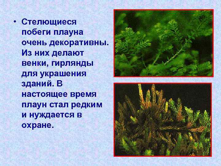  • Стелющиеся побеги плауна очень декоративны. Из них делают венки, гирлянды для украшения