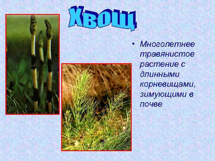  • Многолетнее травянистое растение с длинными корневищами, зимующими в почве 